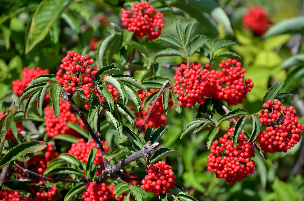 White Flower Clusters on Red Elderberry Shrub
