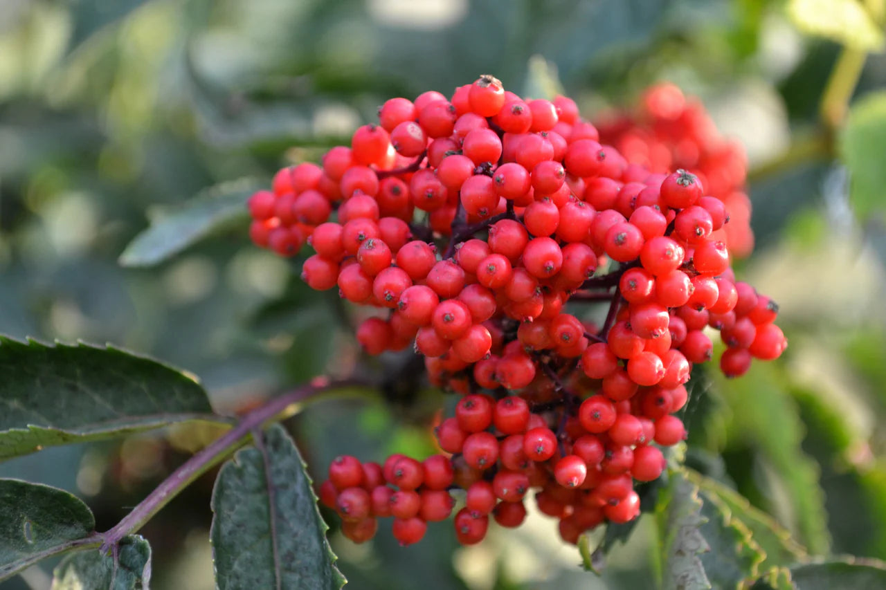 Bright Red Elderberry Berries on Branch