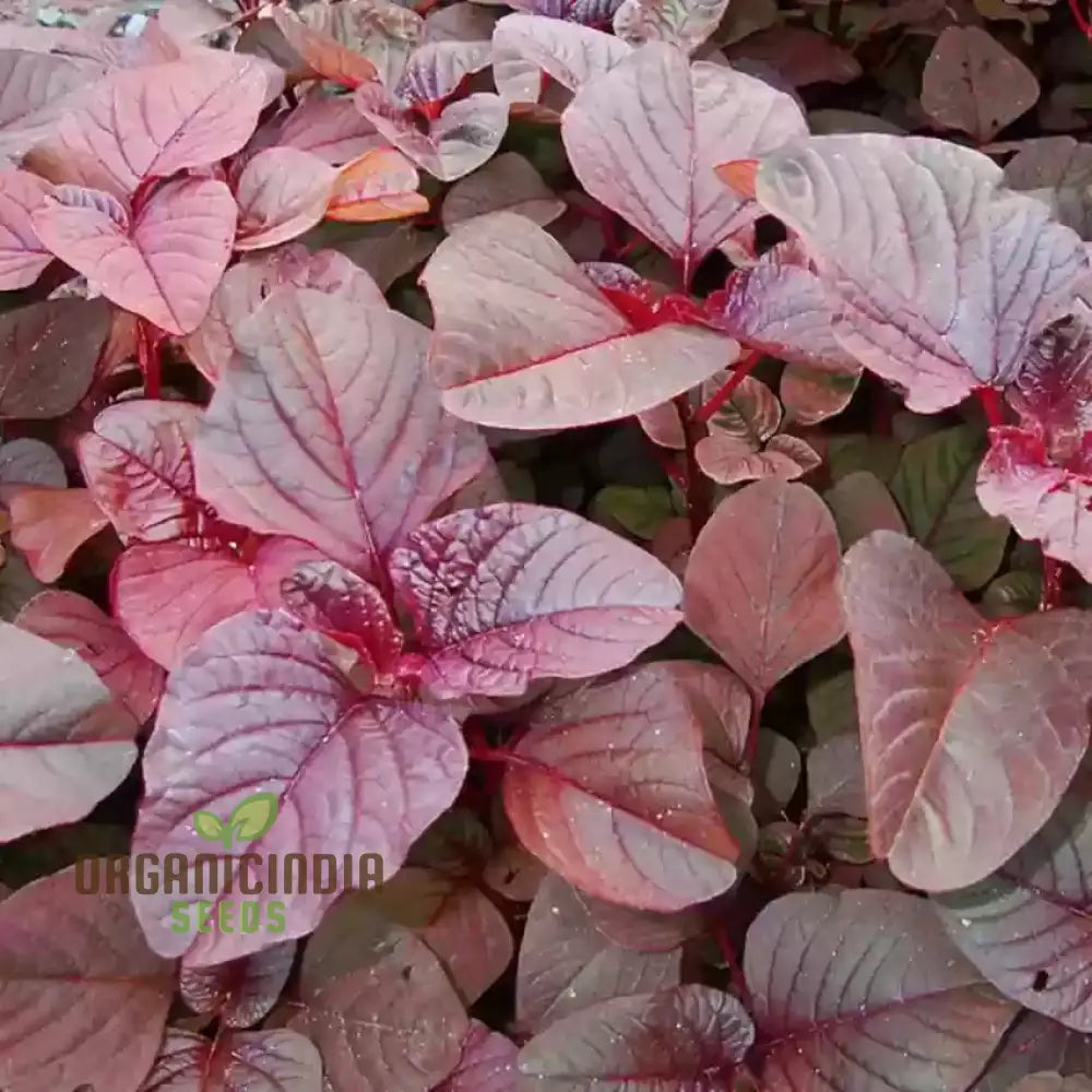 Red Garnet Amaranth Seeds for Planting, Organic Home Garden Leafy Greens