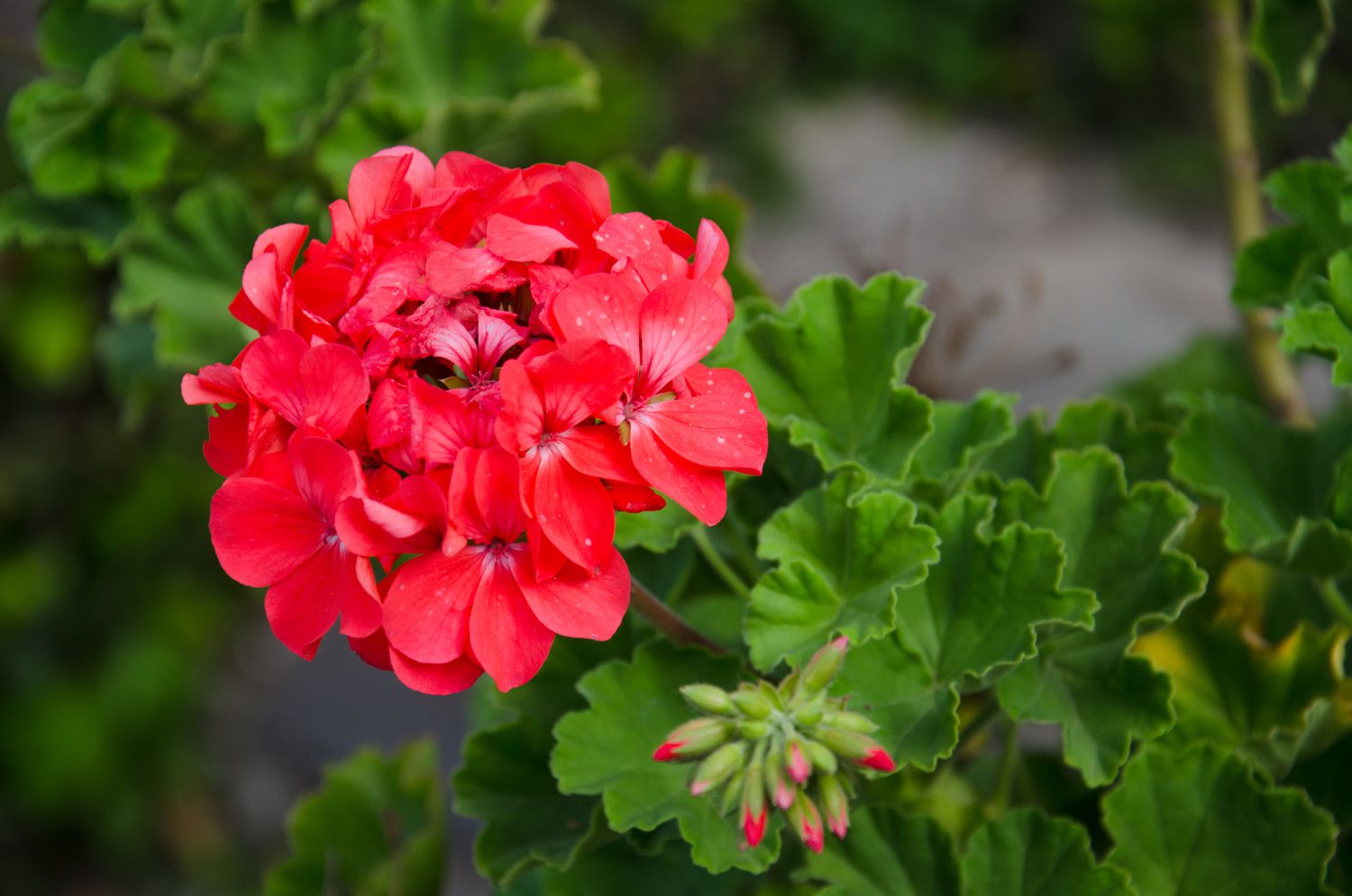 Mature Red Geranium Plant with Bold Vibrant Blooms from Seeds