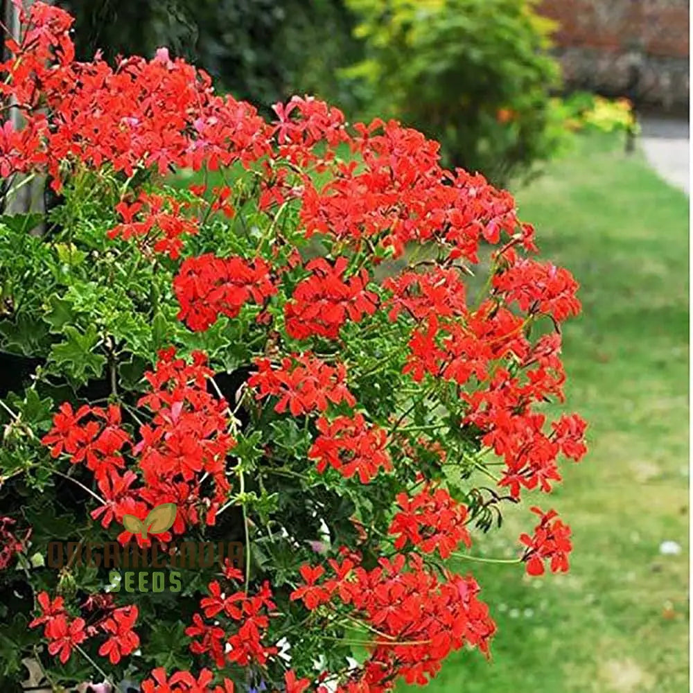 red geranium seeds for planting home garden