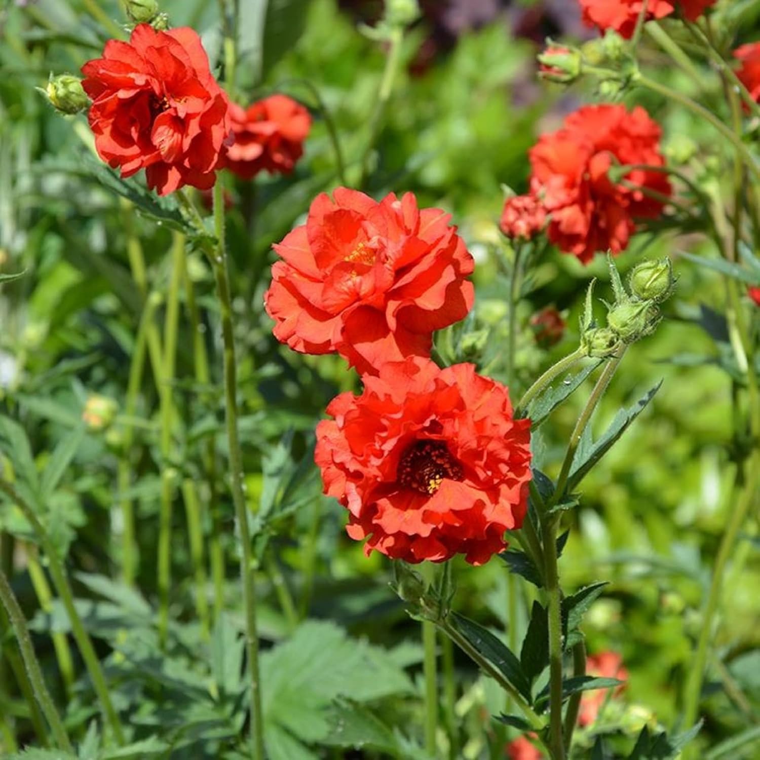Red Geum Seeds with High Germination for Outdoor Flower Planting