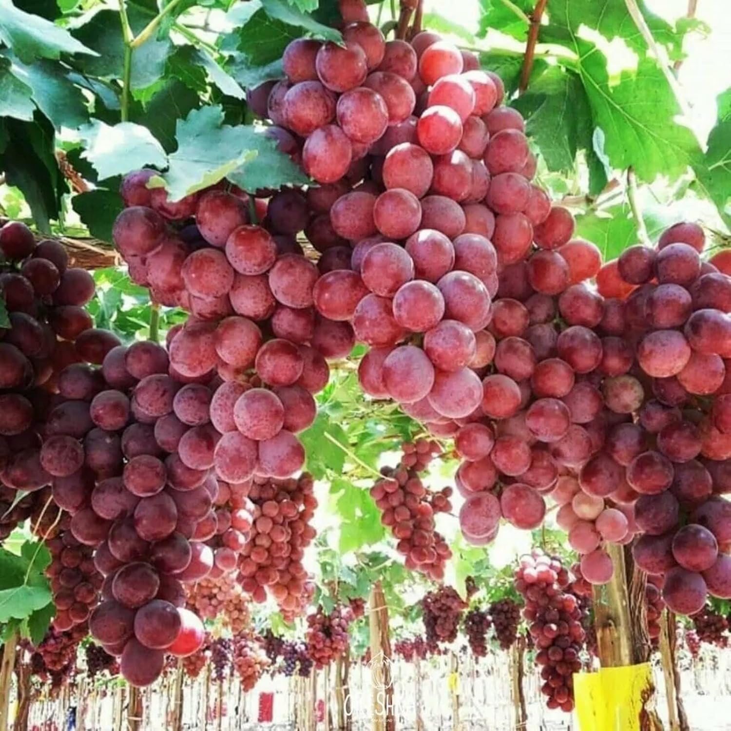 Cluster of Red Globe Grapes Growing on a Vine in Full Sun