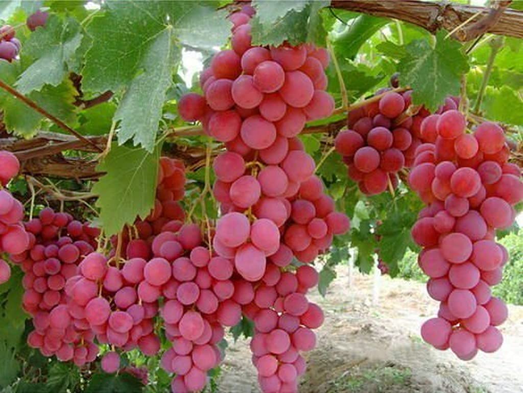 Red Globe Grape Vine Plant – Home Garden Grape Variety