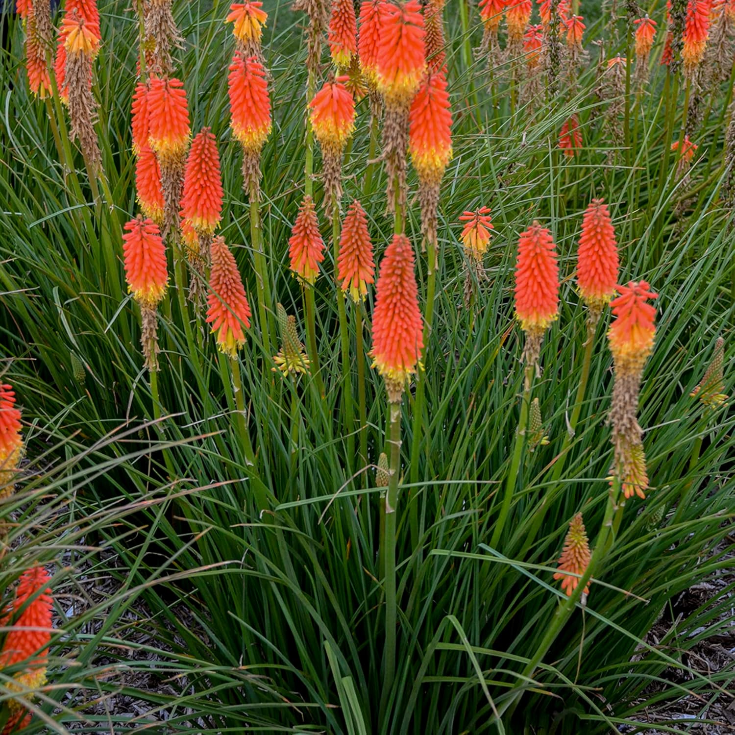 Close-Up of Red Hot Poker Torch Lily Flower Bloom from Seeds