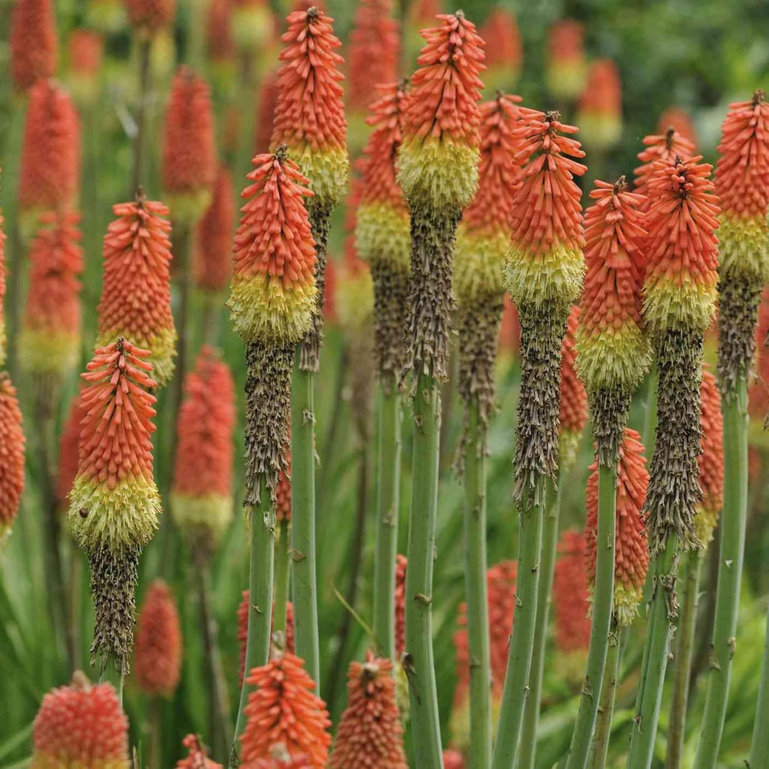 Red Hot Poker Plants in Outdoor Garden Bed from Seeds