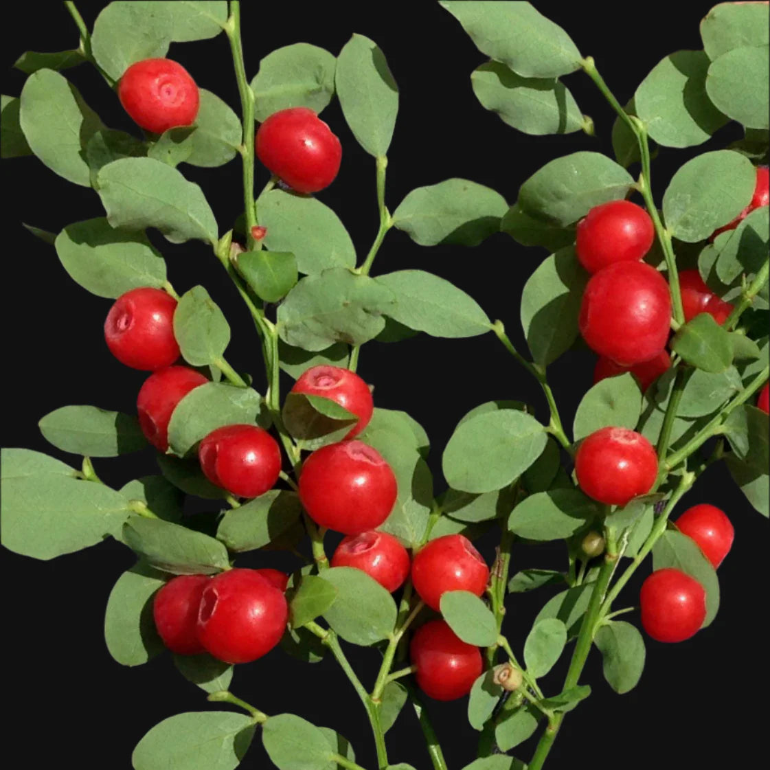 Red Huckleberry Seeds for Planting