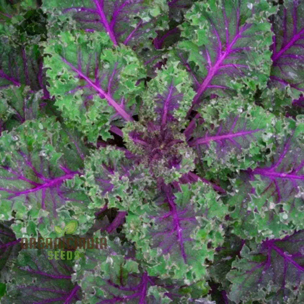 Red Kale Seeds for Home Garden, Nutrient-Rich Leafy Greens