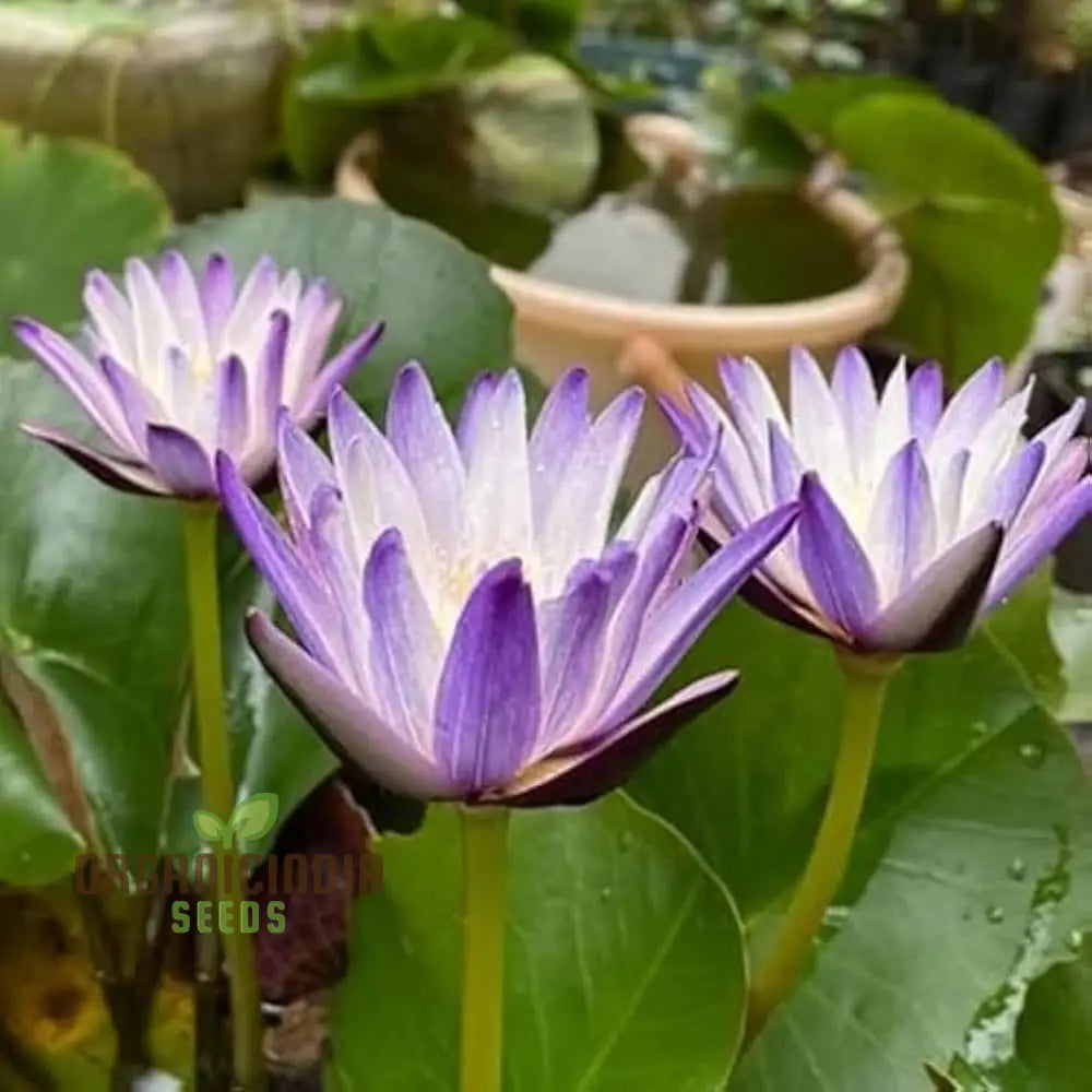 Red Kamal Lotus seeds growing into seedlings in pond soil