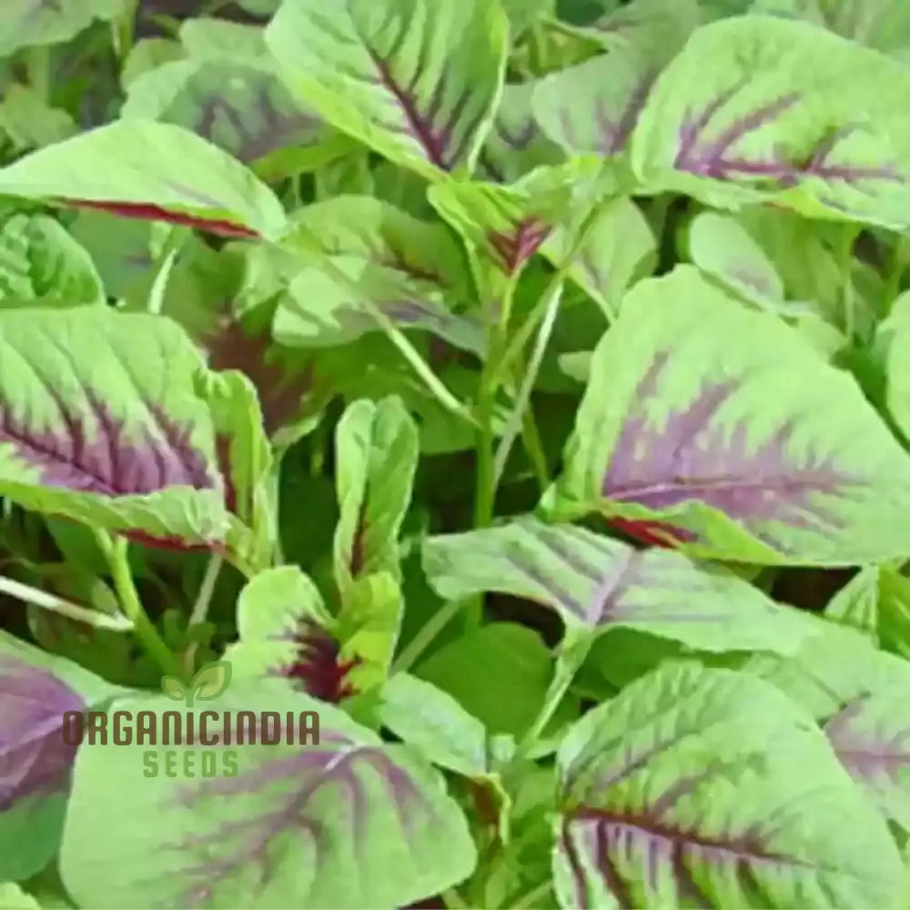 Red Leaf Amaranth Growing in Garden Bed from Seeds