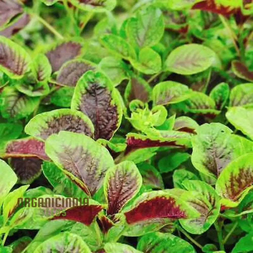 Mature Red Leaf Amaranth Plant from Seeds, Vibrant Edible Greens
