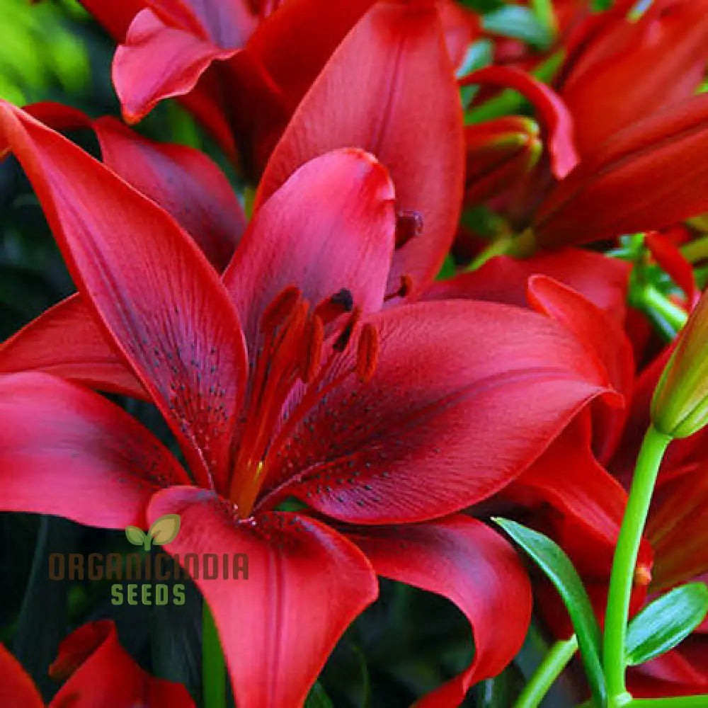 Red Lily seeds for planting, ornamental garden flowers