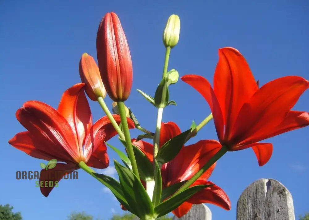 Mature Red Lily plant grown from seeds in garden