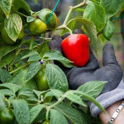 Red Manzano Chili Seedling Growing in Garden, Gourmet Chili Pepper Seeds