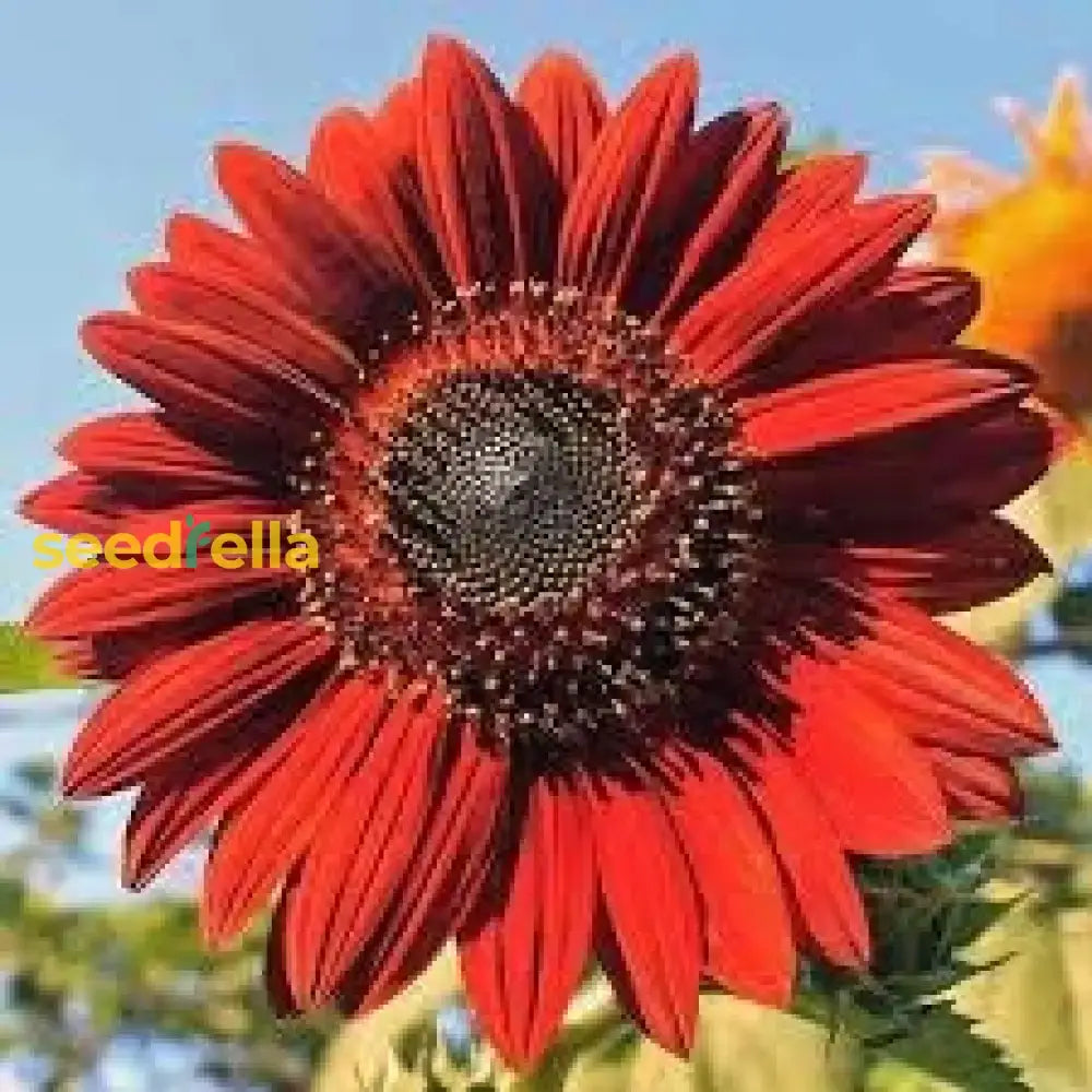 Red Mini Sunflower Seeds for Compact Garden Planting