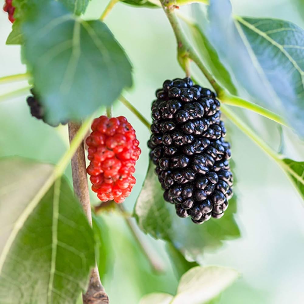Red Mulberry seeds for planting non-GMO variety