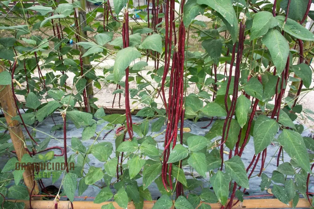 Long Red Noodle Snake Bean Pods Growing on Plant, Fresh and Tender