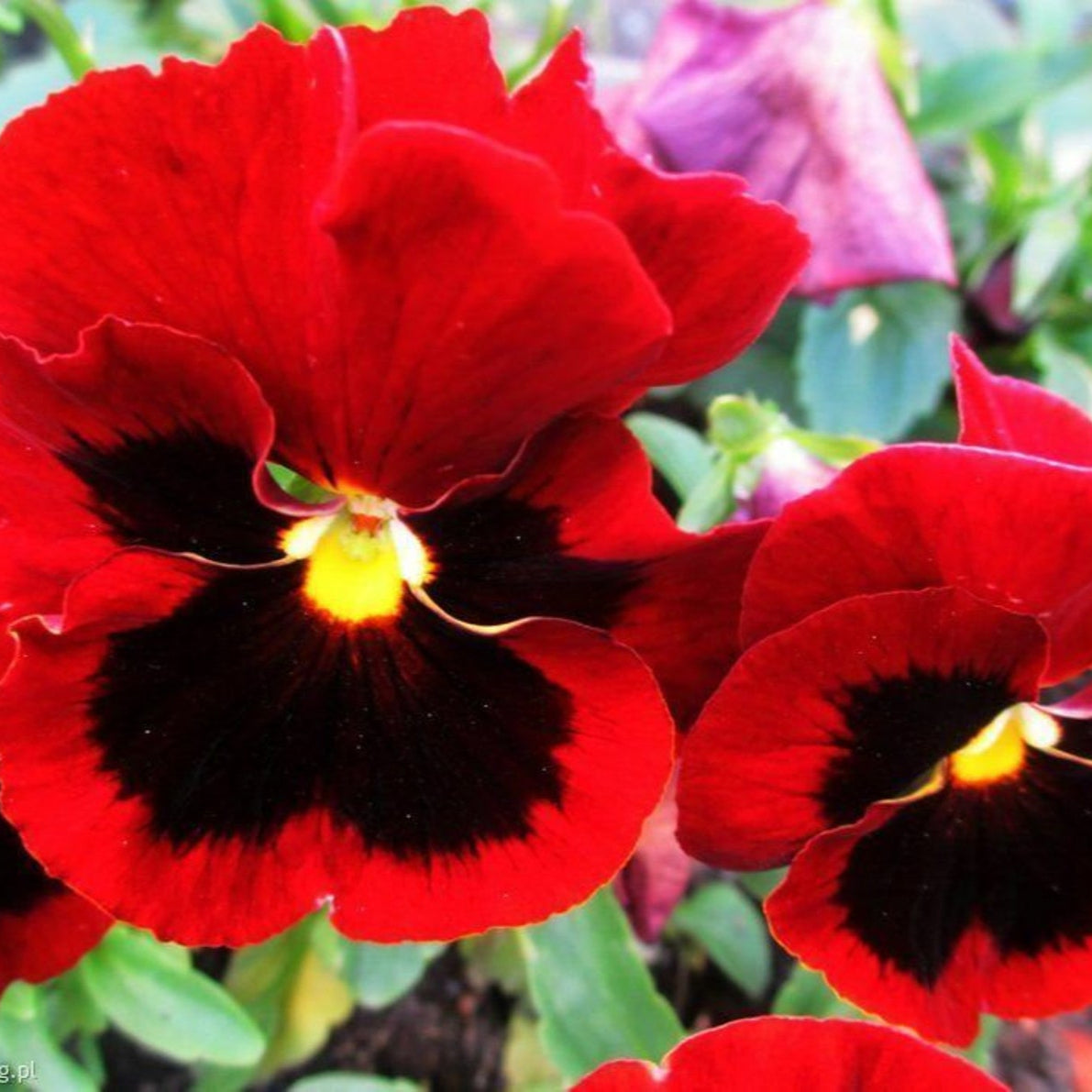 Red pansy seeds close up for planting use