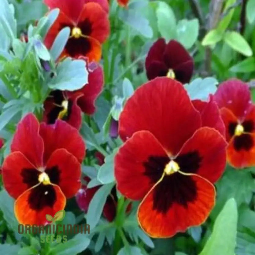 Red pansy seeds grown in pot for container garden