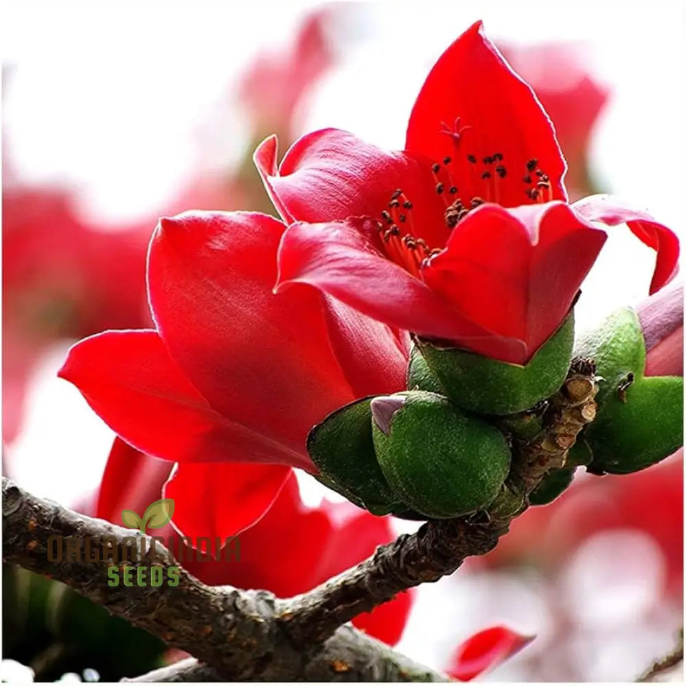 Red Perennial Kapok Plant Big Flower Seeds For Stunning Long-Lasting Blooms â€“ Elevate Your