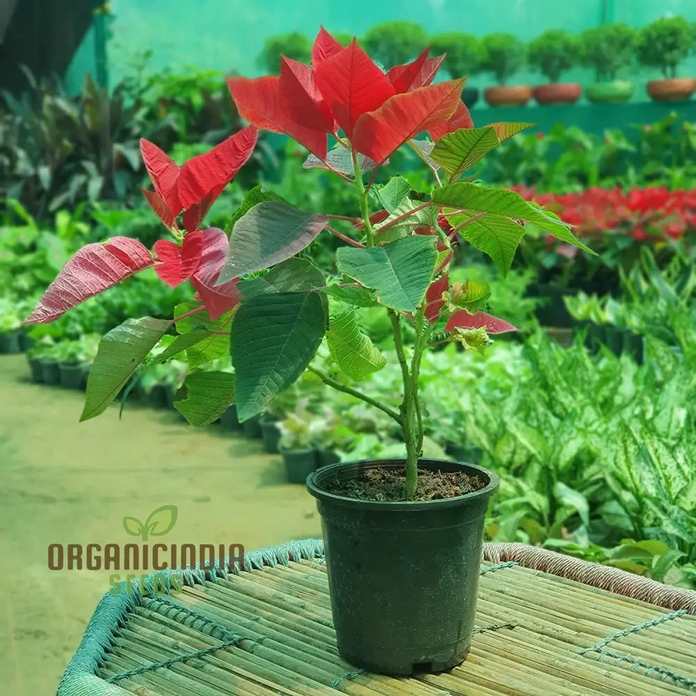 Red Poinsettia Growing in Container Pot