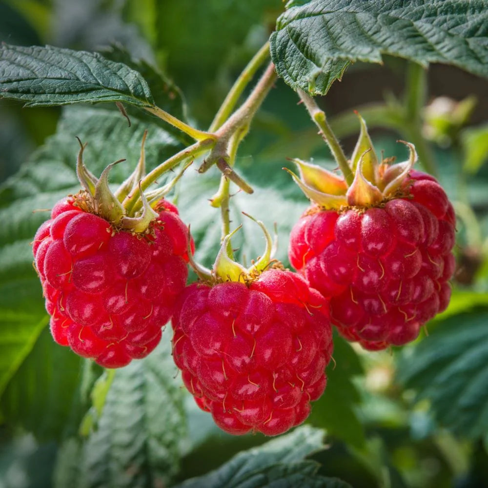 Red raspberry seeds for planting in home gardens