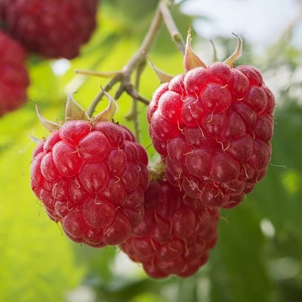 Red Raspberry Seeds Non GMO for planting