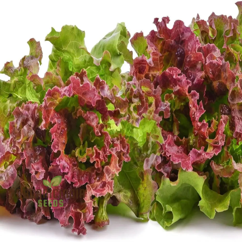 Red Romaine Lettuce Seeds for Planting, Crisp Lettuce Seeds