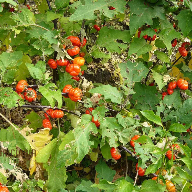 Red Ruffle Eggplant Seeds for Planting, Easy-to-Grow Home Garden Seeds
