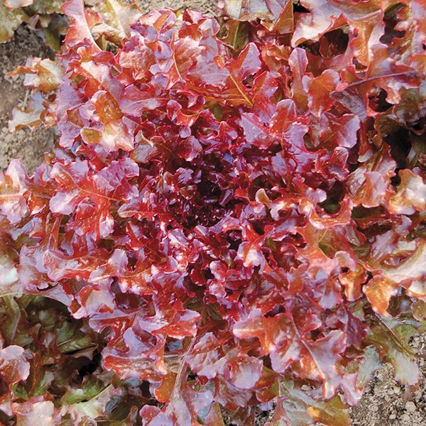 Red Salad Bowl Lettuce Seeds for Home Gardens, Crisp Leaf Greens