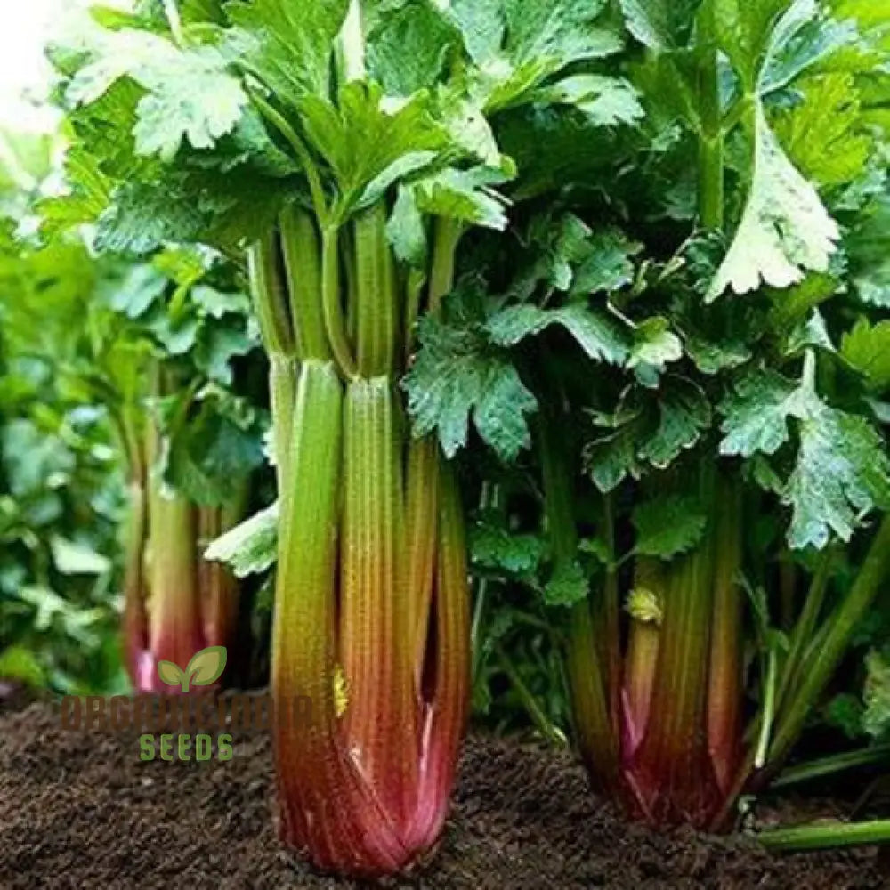 Close-Up of Red SouRed Celery Leaves from Seeds, Flavorful Herb