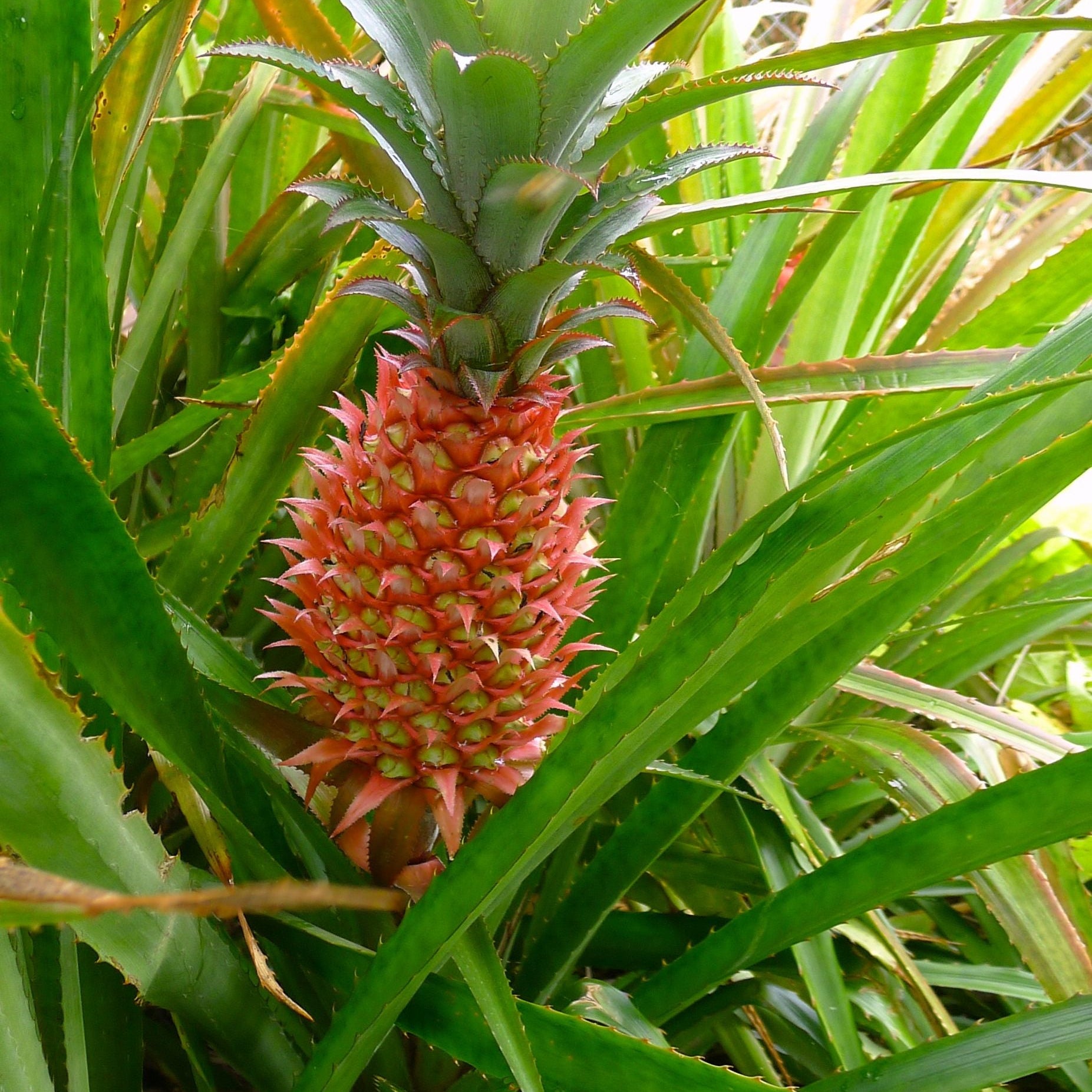 Red Spanish pineapple seeds for planting in home garden