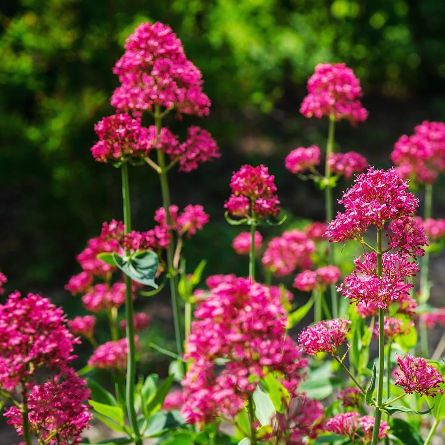 Red Valerian Flower Seeds for Long-Lasting Summer Blooms