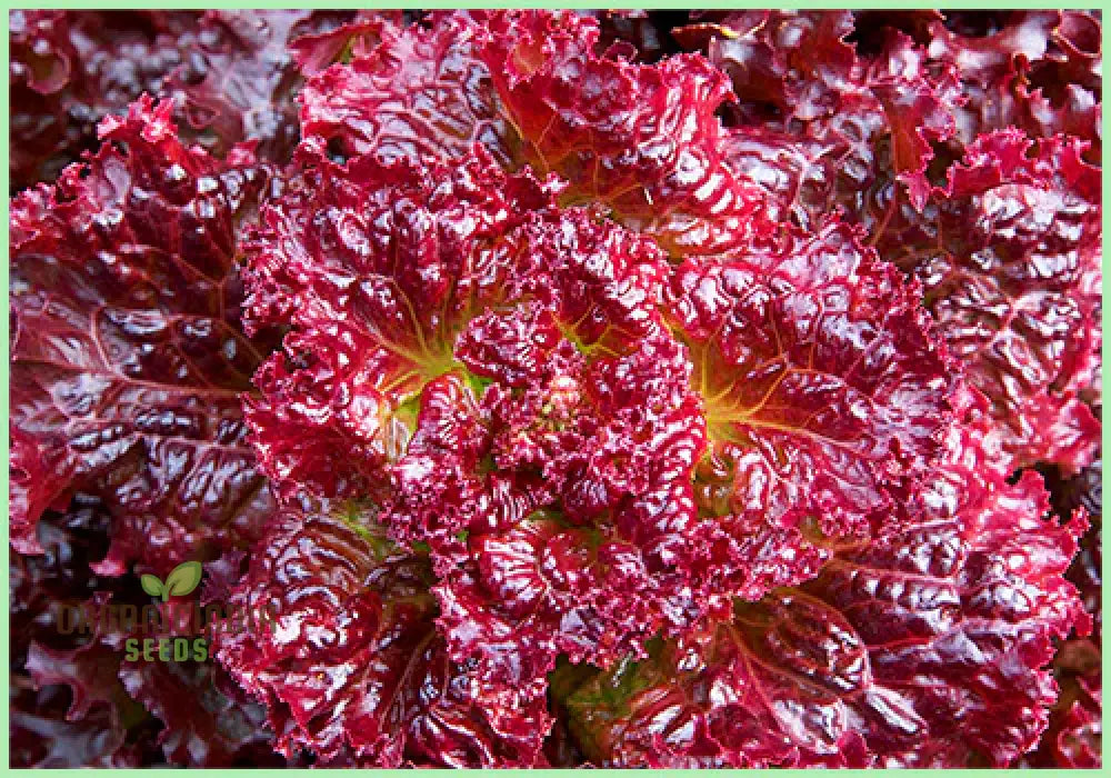 Harvested Red Velvet Lettuce Leaves from Seeds, Fresh Salad Greens