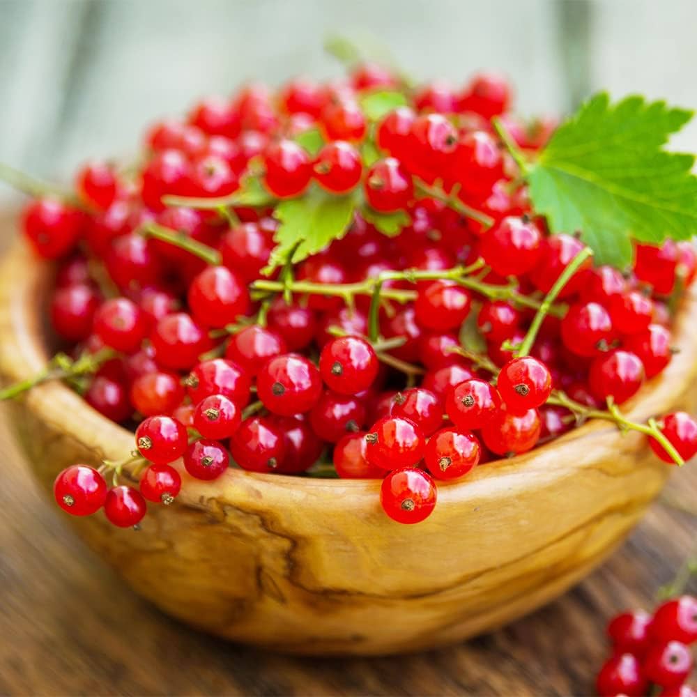 Red Wax Currant Fruit – Glossy Red Berries on Hardy Shrub
