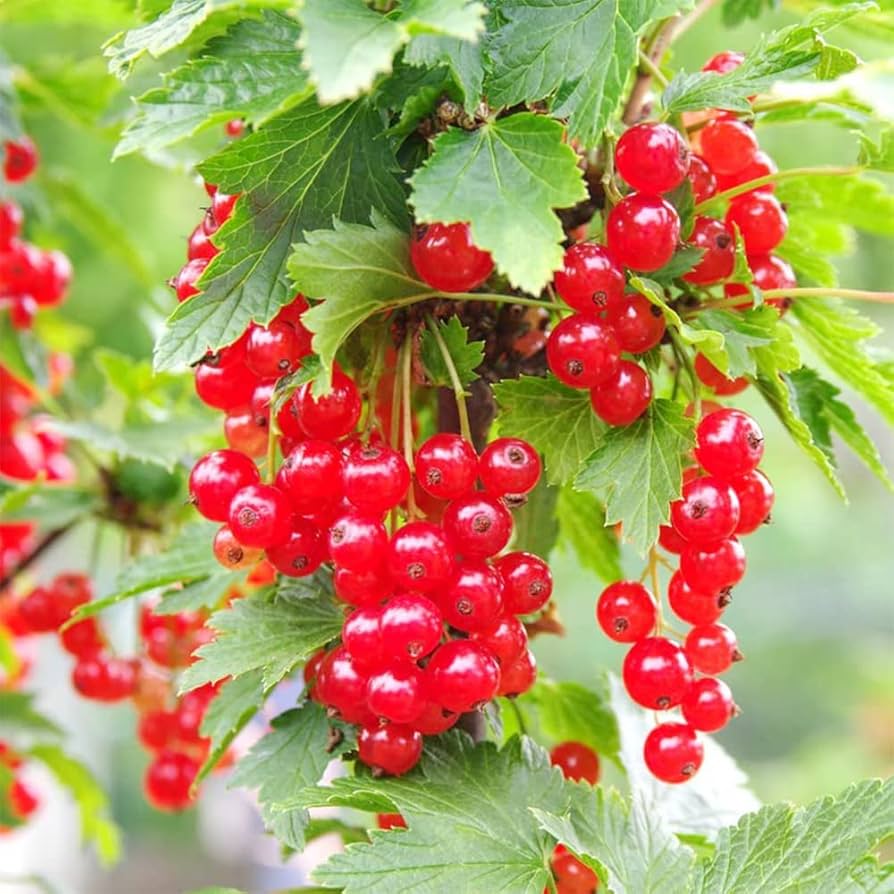 Red Wax Currant Seeds – Non-GMO Shrub Variety for Planting