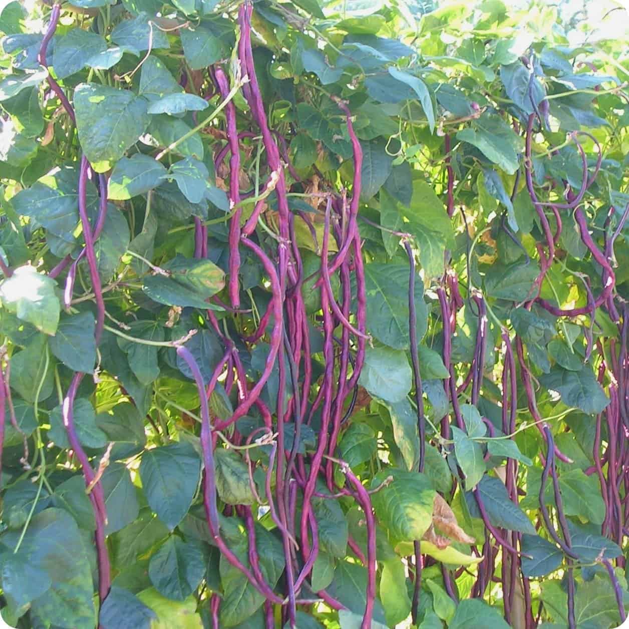 Mature Red Yard Long Bean Vine from Seeds, High-Yield Bean Plants