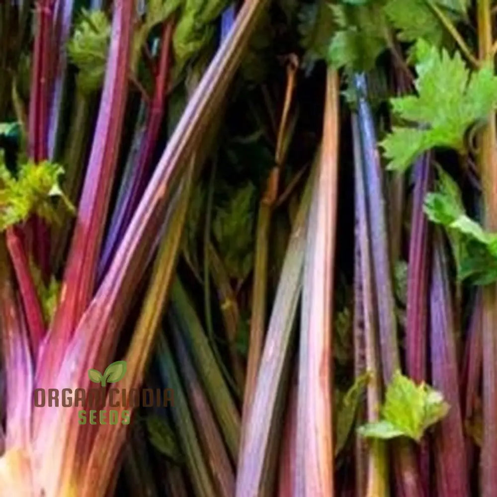 Close-up of Red Soup Celery Seeds – Premium Culinary Herb Seeds
