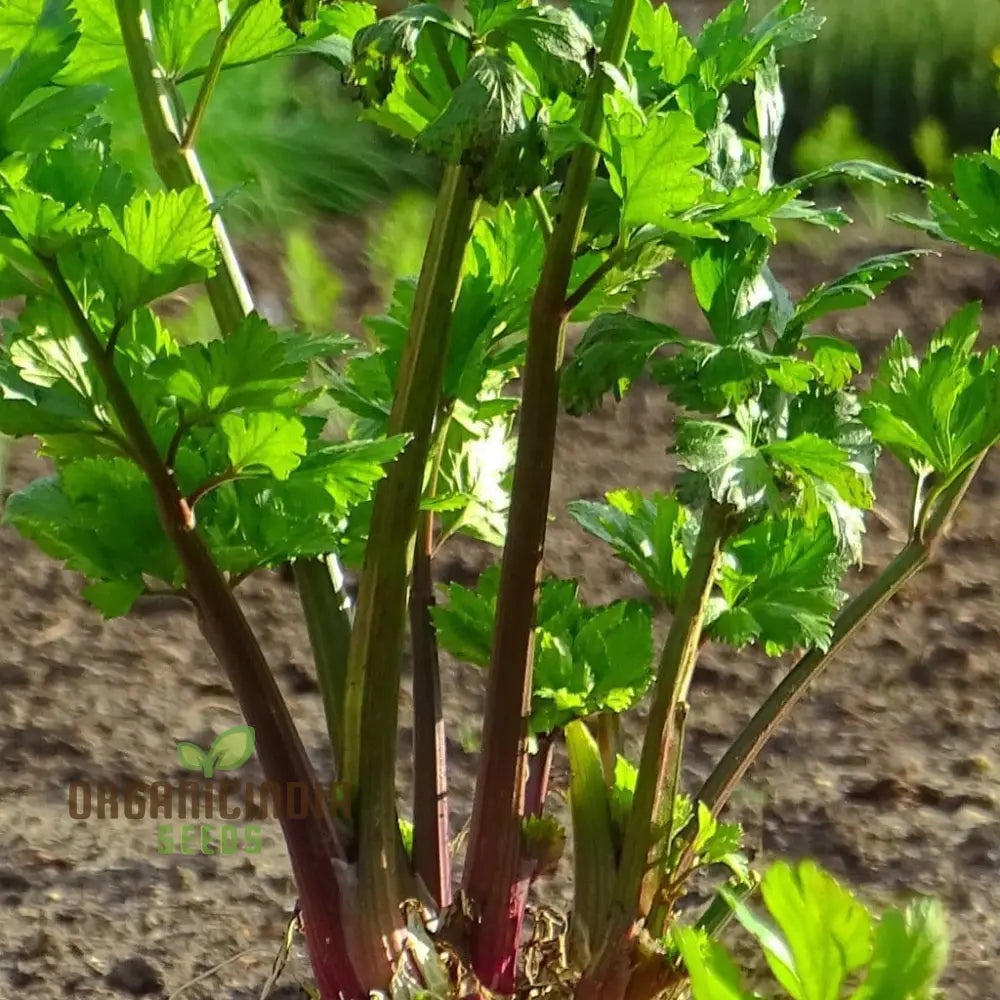 Red Soup Celery Seeds for Planting – Aromatic Culinary Celery Variety
