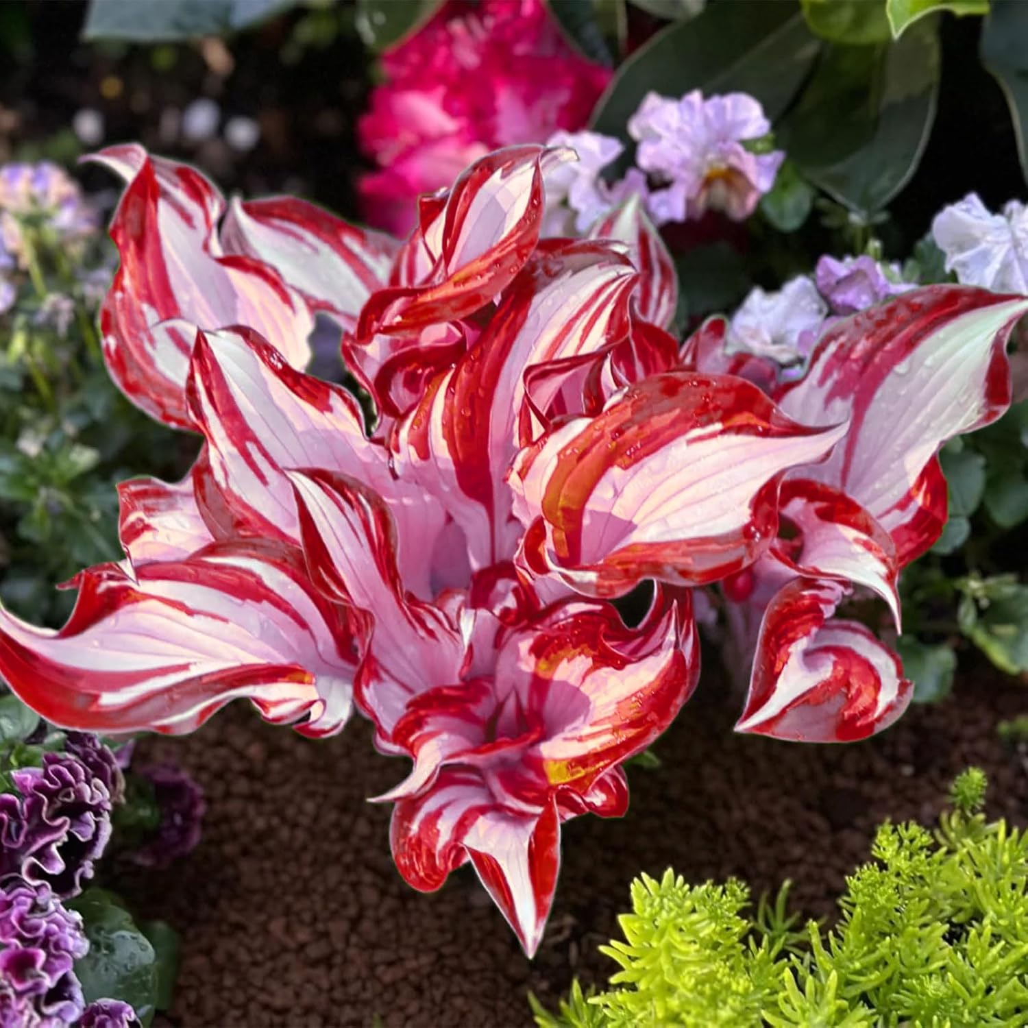 Red and White Hosta Seeds with Wavy Red Edged Foliage