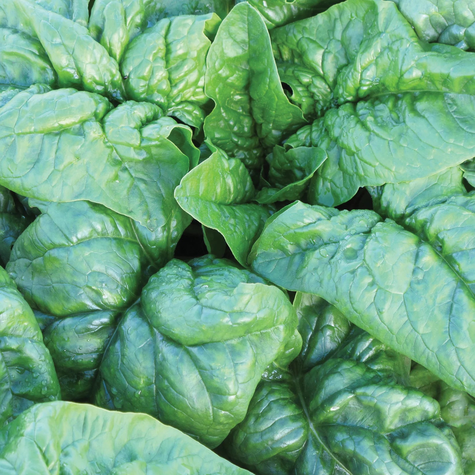 Regiment Spinach Seeds for Planting – High-Yield Nutritious Green Variety