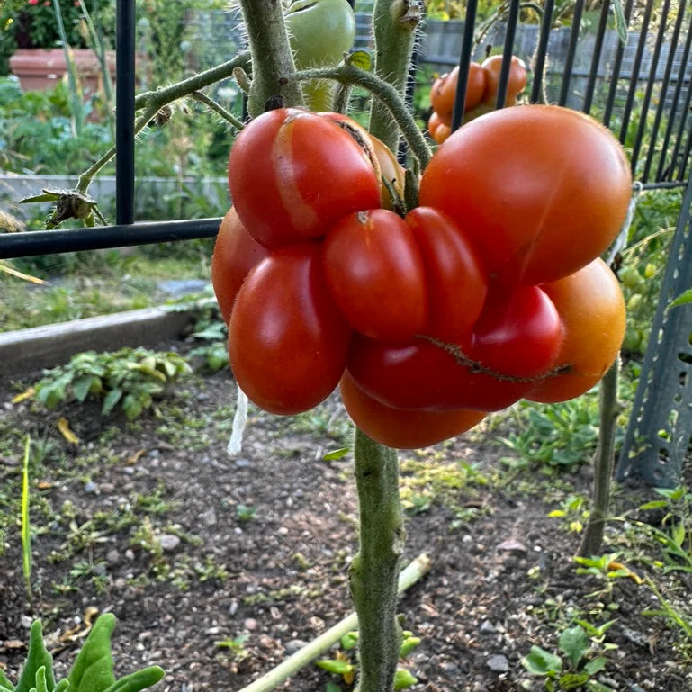 Reisetomate Tomato Seedling Growing from Heirloom Seeds