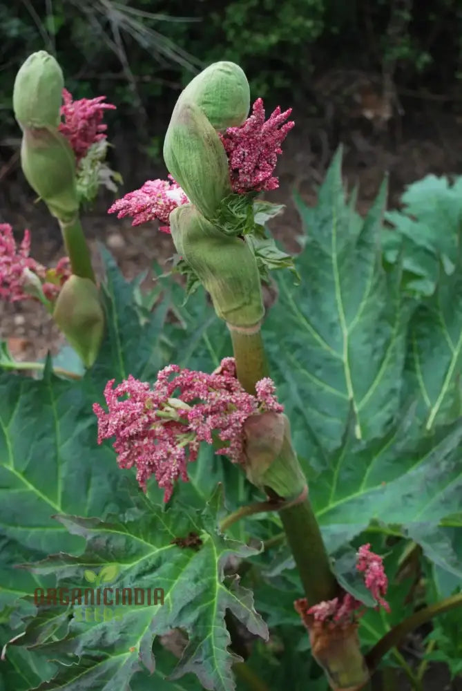 Rheum Palmatum Tanguticum Flowering Stalks with Red Blooms
