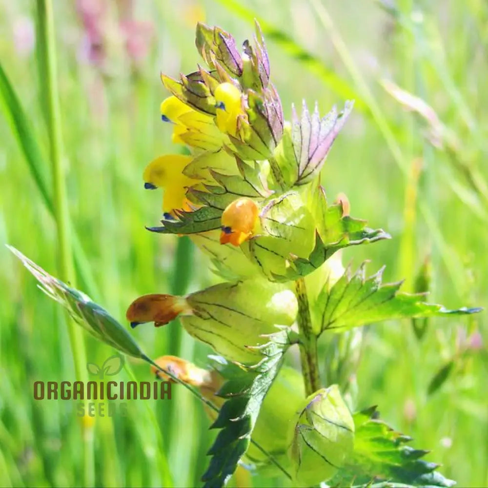 Rhinanthus Minor blooming in a wildflower meadow