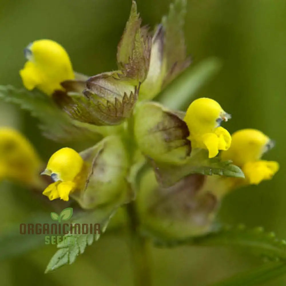 Rhinanthus Minor seeds for planting