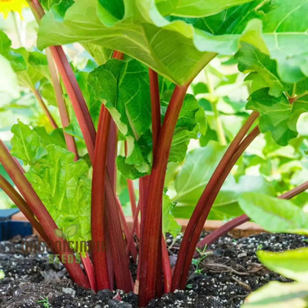 Mature Leafy Rhubarb Plant from Seeds, Upright and Productive