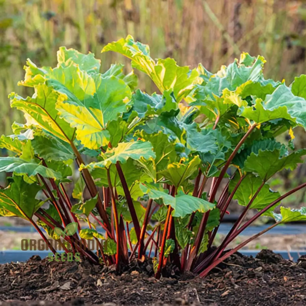 Leafy Rhubarb Seeds for Home Garden, Easy-to-Grow Nutritious Vegetable Seeds