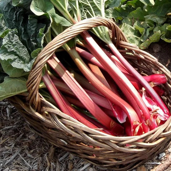Victoria Rhubarb Plants Growing in Garden Bed, High-Yield Vegetable