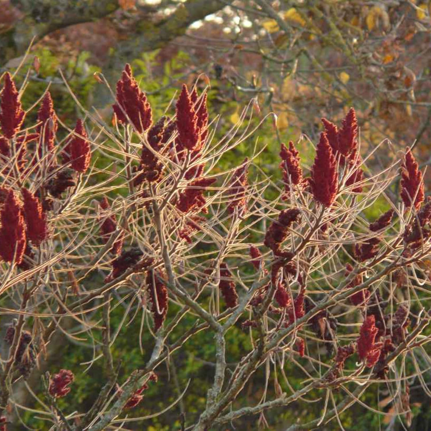 Rhus typhina Growing as Deciduous Shrub or Small Tree