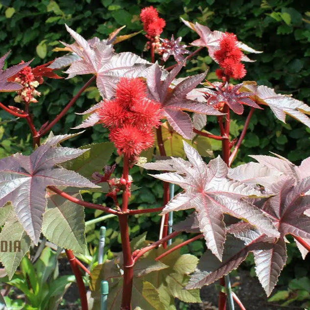 Ricinus Carmencita Bright Red Seeds Packet, Heirloom Non-GMO Ornamental Seeds